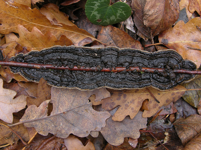 In bosco di Quercus cerris(4). (Lopharia spadicea)